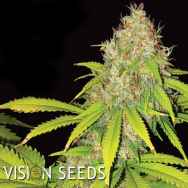 Vision Seeds AK-49 Auto